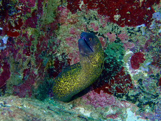Moray eel hiding in a rocky reef crevice underwater. Close up marine photo shows a tropical predator resting inside a natural shelter surrounded by algae and reef textures.