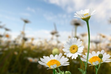 Obraz premium Garden photos of beautiful fresh Daisy flowers