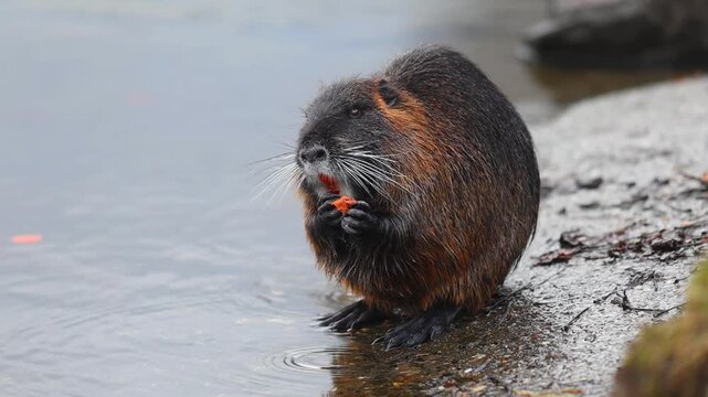 Individuals of nutria Myocastor coypus looking for food on winter time river
