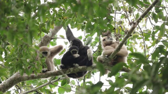 Pileated Gibbon (Hylobates pileatus) Hybrid gibbon on a tree branch.