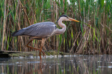 The grey heron (Ardea cinerea)