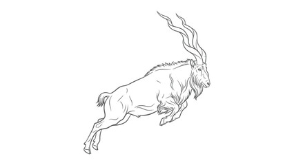 Obraz premium Majestic Ibex Sketch: A dynamic monochrome sketch captures the strength and elegance of an Ibex in full stride, highlighting its impressive horns and powerful physique.