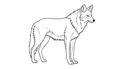 Fototapeta premium Coyote line art: A detailed line art illustration of a solitary coyote, showcasing its sleek physique and attentive posture.