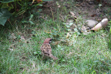 Fototapeta premium The Gentle Presence of a Little Sparrow at Home