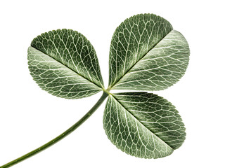 green leaf isolated