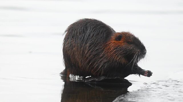 Individuals of nutria Myocastor coypus looking for food on winter time river