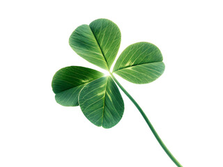 green leaf clover