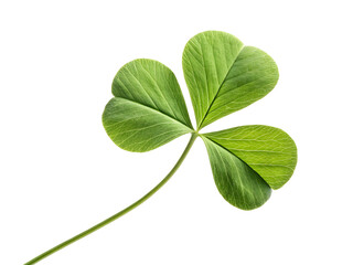 four leaf clover isolated