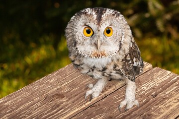 Obraz premium Barn owl beautiful bird on desk