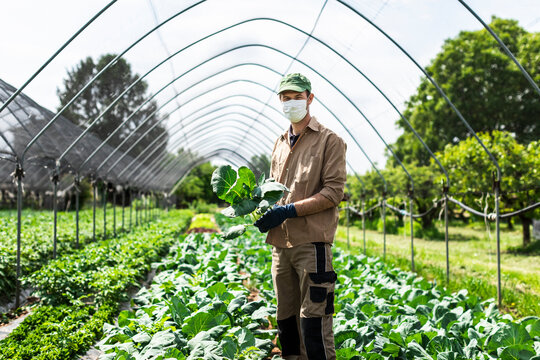Farmer with protective mask in greenhouse with zucchini plants
