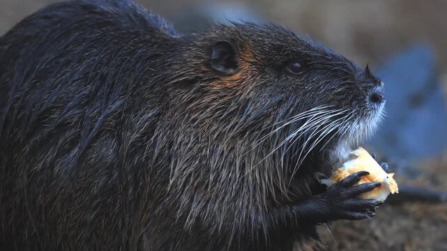 Individuals of nutria Myocastor coypus looking for food on winter time river