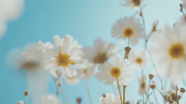 White daisy flowers with delicate petals and yellow centers rising towards to a vivid blue sky, creating a soft focus and uplifting spring or summer nature background