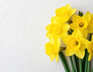Yellow daffodils on a white background. Spring floral background with space for text. Template for an Easter card or banner