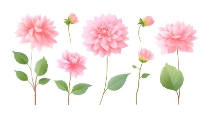 Obraz premium A collection of beautiful pink dahlia blooms including full flowers and budding flowers presented in a watercolor illust n style on an isolated white background