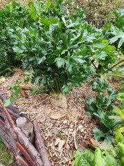 Celery on a bed in the garden. Grow a green leaves root crop
