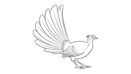 Fototapeta premium Elegant Lyrebird Sketch: A delicate pencil sketch presents a majestic lyrebird in full display, showcasing its magnificent tail feathers.