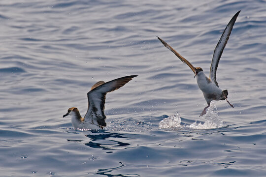 View of Great Shearwater, Ardenna gravis squabble