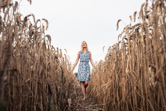 Barefoot woman walking in a wheat field