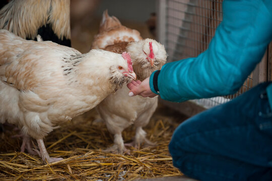 Germany, Person feeding chicken on farm