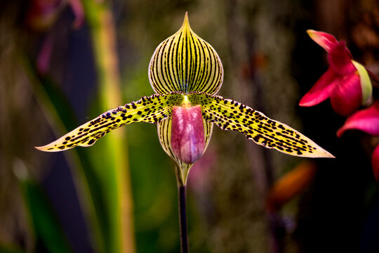 Orchid Blossom