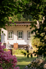 Fototapeta premium Charming wooden cottage in a green garden, framed by trees and flowering Rhododendron sp., tranquil countryside lifestyle and eco living concept.