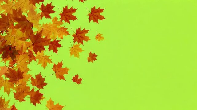 autumn maple leaves