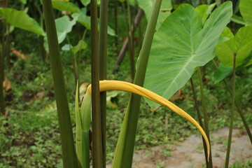 Colocasia esculenta Blossom