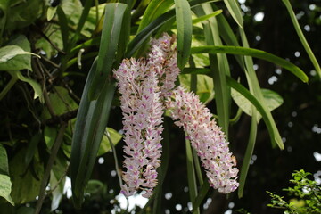 Rhynchostylis retusa Orchid