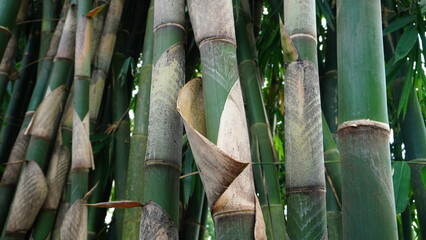 Close-up shot of a grove of apus bamboo (Gigantochloa apus) with dry bamboo sheaths