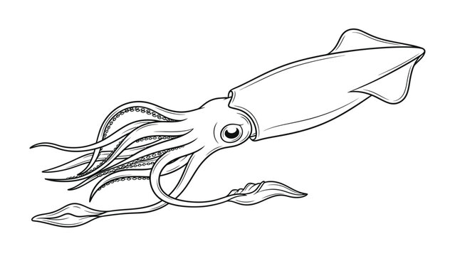 Inkling from the Deep: An illustrated squid glides gracefully through the ocean, showcasing its unique anatomy and the mysterious allure of the deep sea.