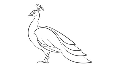 Obraz premium Graceful Peacock in Outline: An elegant peacock stands in profile, its feathers meticulously outlined, capturing the bird's regal posture and distinctive features.