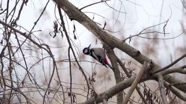 A great spotted woodpecker clings vertically to a tree trunk in winter. Classic climbing behavior is shown in a quiet natural setting.