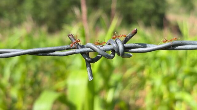 Close up of red ants actively moving along barbed wire fencing, showing insect behavior against green agricultural plantations in the background. Insect activity.