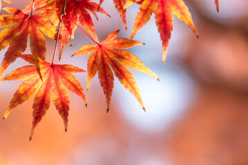 晴れの秋の日　輝く黃色とオレンジが混ざった紅葉