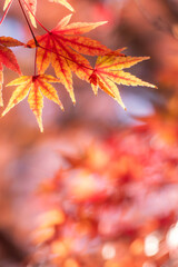 晴れの秋の日　輝く黃色とオレンジが混ざった紅葉