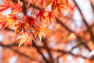 晴れの秋の日　輝く黃色とオレンジが混ざった紅葉