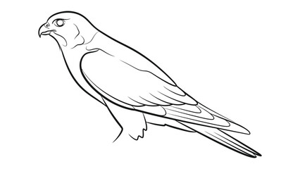 Fototapeta premium Elegant Falcon Illustration: A striking line drawing captures the elegance and power of a falcon, showcasing its sharp gaze and streamlined form.