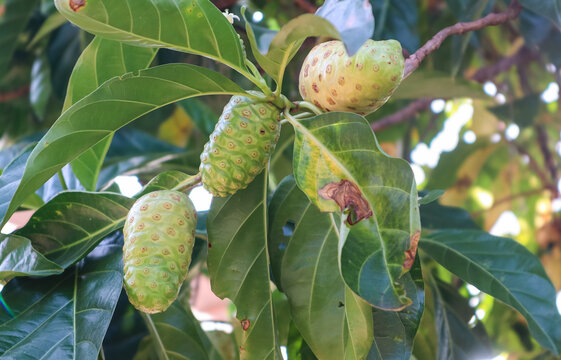 Close-up of noni fruit (Morinda citrifolia) growing on tree with green leaves, showing different ripeness stages, tropical plant in natural outdoor environment.