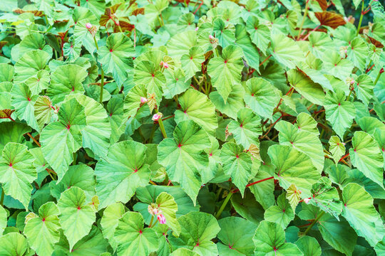 Beautiful begonia leaves as a background.Begonia grandis.Beginning of flowering.Top view.