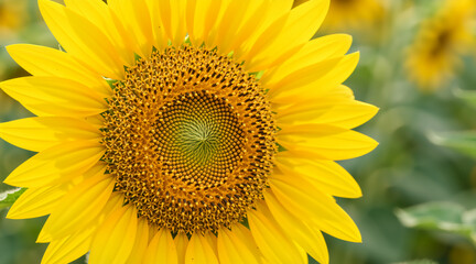 Close up of a bright yellow sunflower head in a field. Macro detail of flower petals and seeds texture. Summer nature background