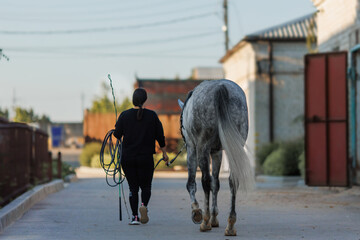 A girl leads a gray horse in the evening