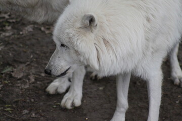 Obraz premium Polarwolf