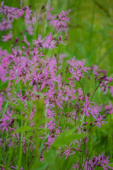 Obraz premium Delicate pink flowers sway gently in a warm spring breeze, filling the meadow with color and life