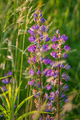Tall purple lupine flowers stand proudly amidst gentle green grass, illuminated by warm sunlight
