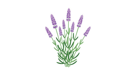 Obraz premium An elegant botanical depiction of lavender blooms, showcasing their gentle purple hues and verdant foliage on a pristine white backdrop, evoking