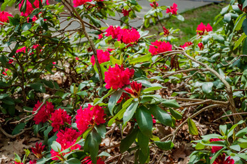 Delicate red flowers burst forth, bringing life and color to a peaceful garden in springtime