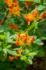 Colorful azalea flowers bloom joyfully, illuminating the lush garden with their warm hues
