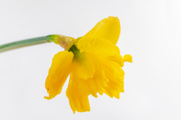 A stunning yellow daffodil stands proudly, capturing the essence of spring with its vibrant petals