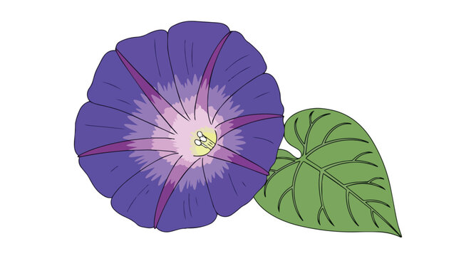 Vibrant purple campanulate flower with a fresh green leaf, a simple botanical illustration showcasing natural beauty