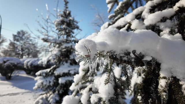 Handheld Orbit Shot Of Frozen Tree Branch In Snowy Winter Park